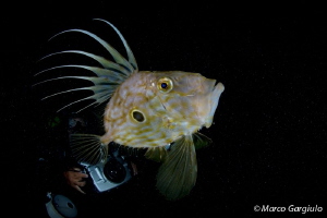 Zeus faber, night dive with Mimmo by Marco Gargiulo 